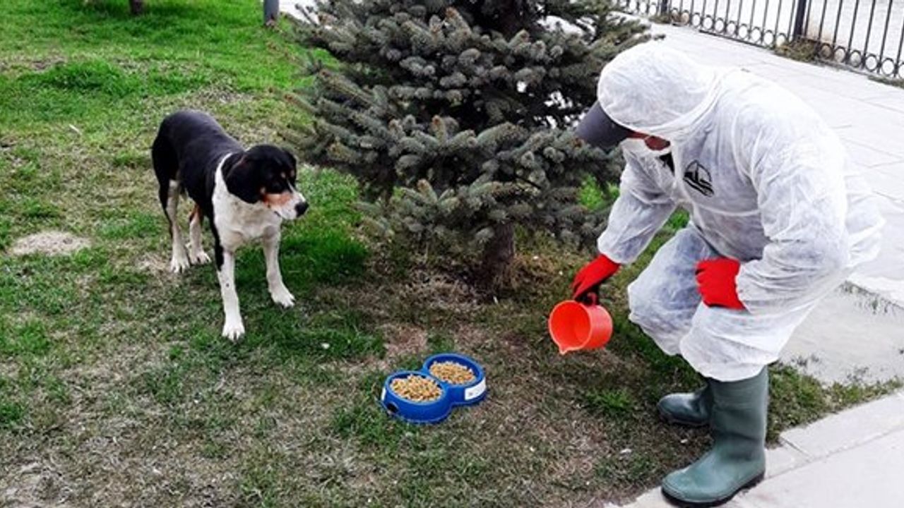 Bayburt'ta Sokak Hayvanları Unutulmuyor