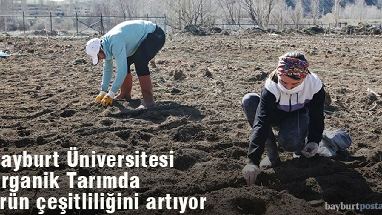 Bayburt Üniversitesi Organik Tarımdaki Ürün Çeşitliliğini Artırıyor