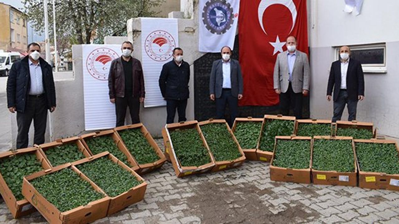 Bayburt'ta Çiftçilere 80 Bin Fide Dağıtılacak