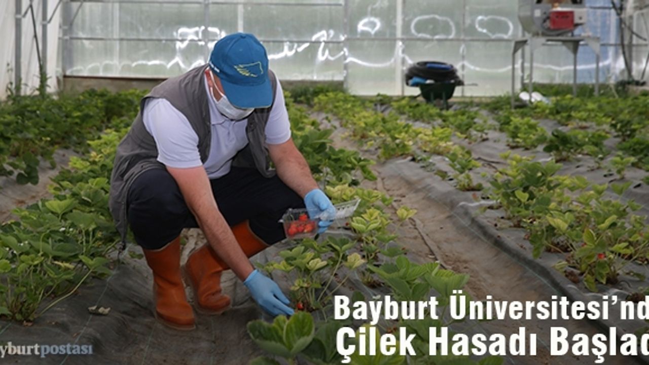 Bayburt Üniversitesi'nde Çilek Hasadına Başlandı