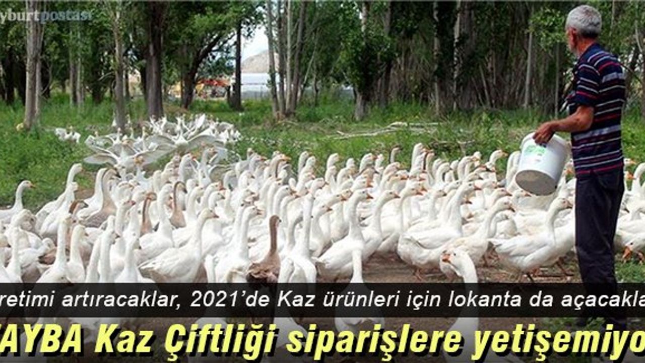 Tayba Kaz Çiftliği, siparişlere yetişemiyor