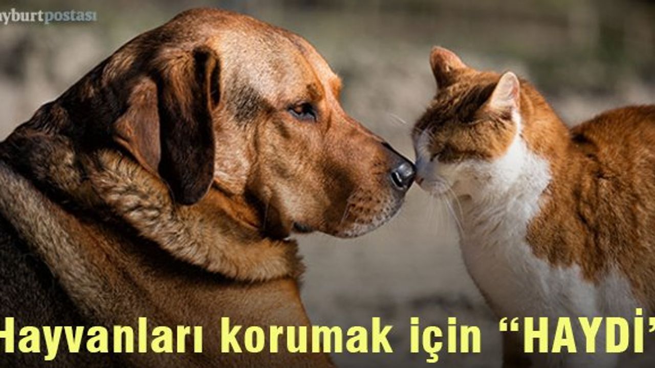 Hayvanların korunması için 'HAYDİ' uygulaması devrede