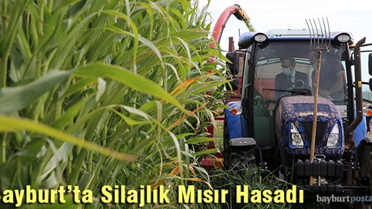 Bayburt'ta Silajlık Mısır Hasadı başladı