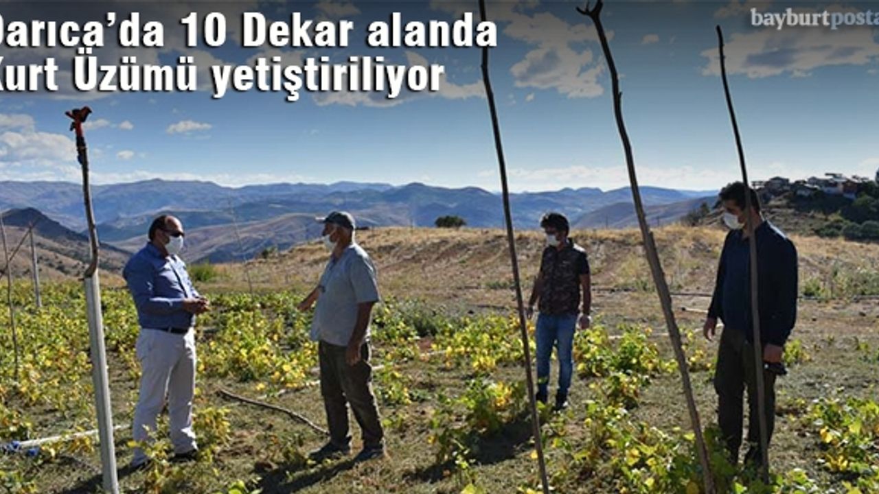 Darıca'da 10 dekar alanda Kurt Üzümü yetiştiriliyor