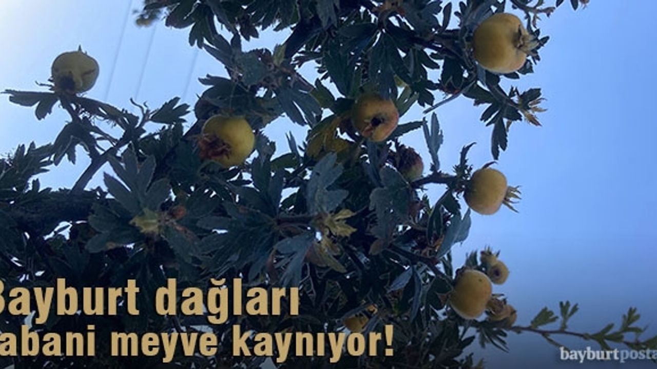 Bayburt dağları yabani meyve kaynıyor!