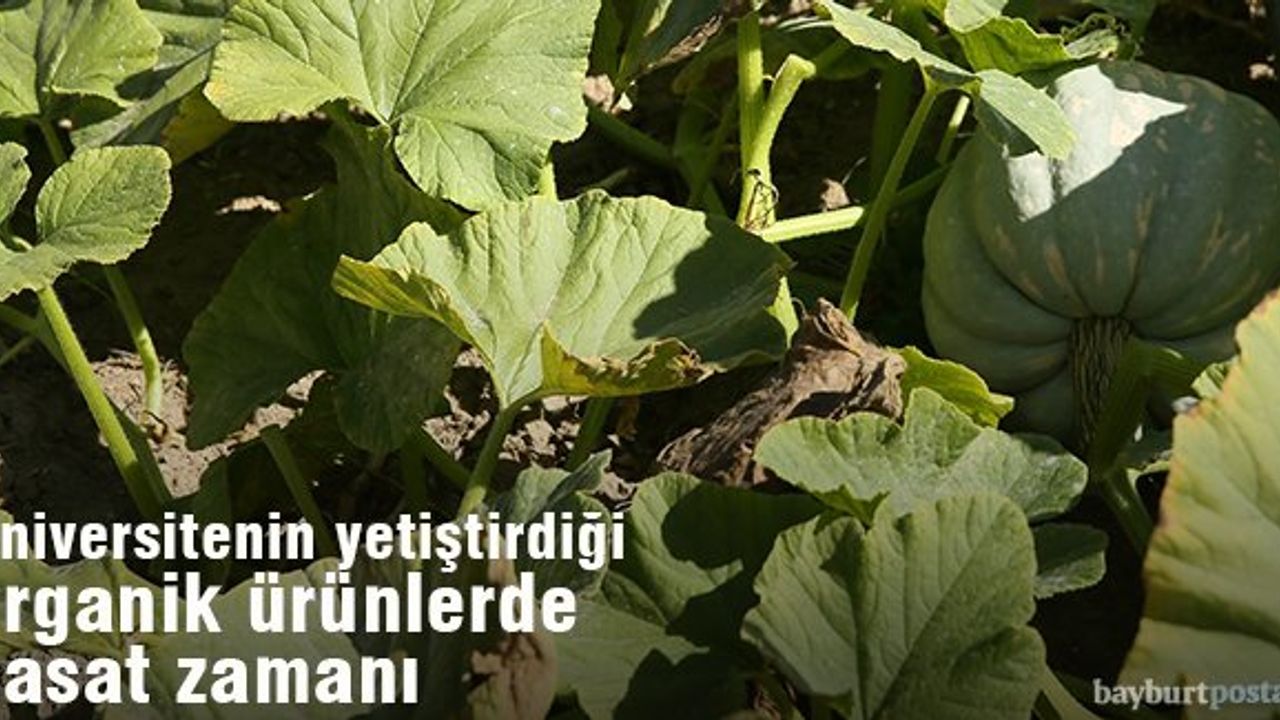 Bayburt Üniversitesinde Organik Ürünlerin Hasadına Başlandı
