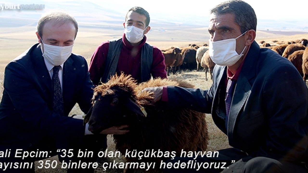 Epcim: “Küçükbaş Hayvan Sayısını 350 Binlere Taşımayı Hedefliyoruz”