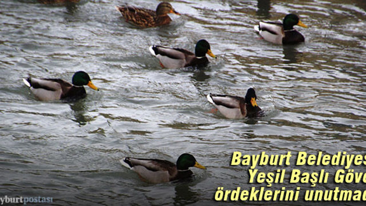 Bayburt Belediyesi, Yeşil Başlı Gövel ördeklerini unutmadı