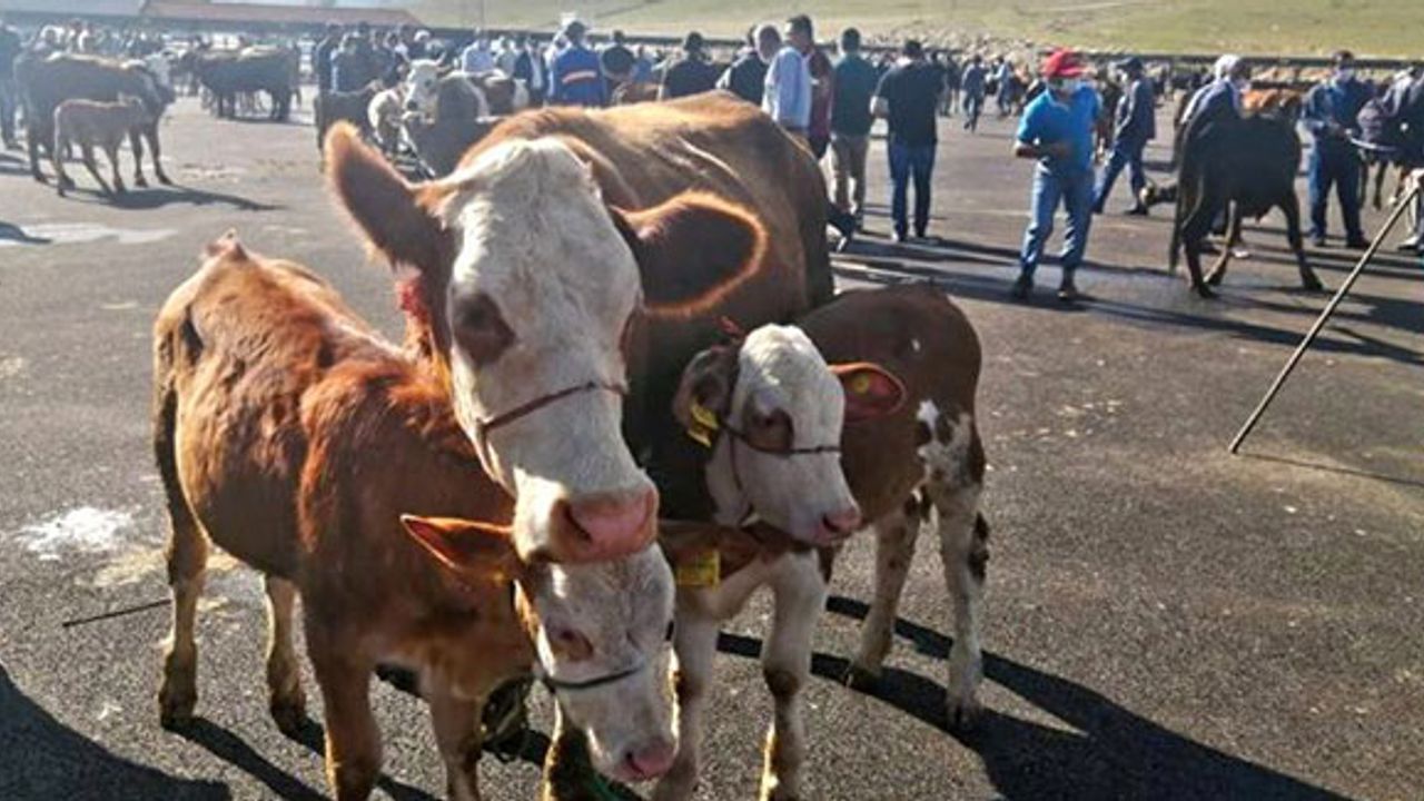 Bayburt'ta hayvan pazarı yarın hizmette 
