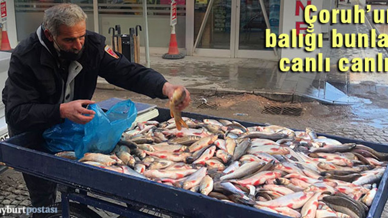 Çoruh'un balığı bunlar, canlı canlı!