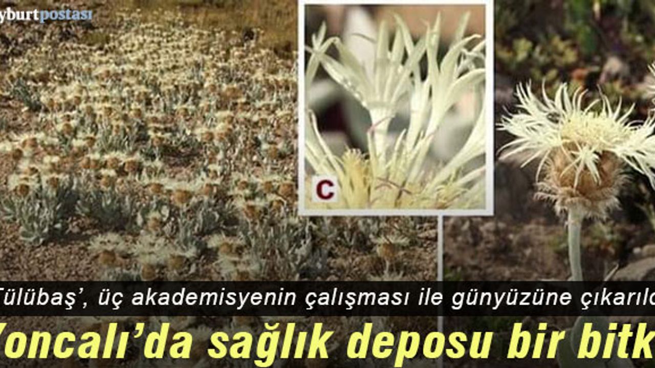 Yoncalı'da sağlık deposu bir bitki 'Tülübaş'