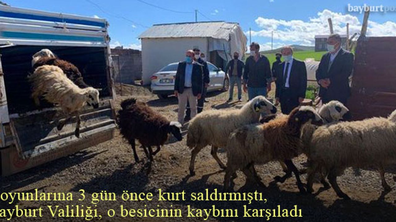 Bayburt'ta koyunlarına kurt saldıran besicinin zararı karşılandı