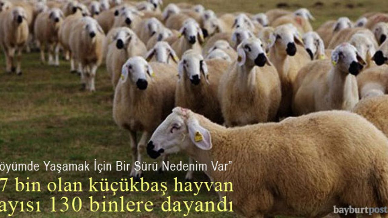 200 üretici aile desteklendi, küçükbaş hayvan sayısında 5 kat artış