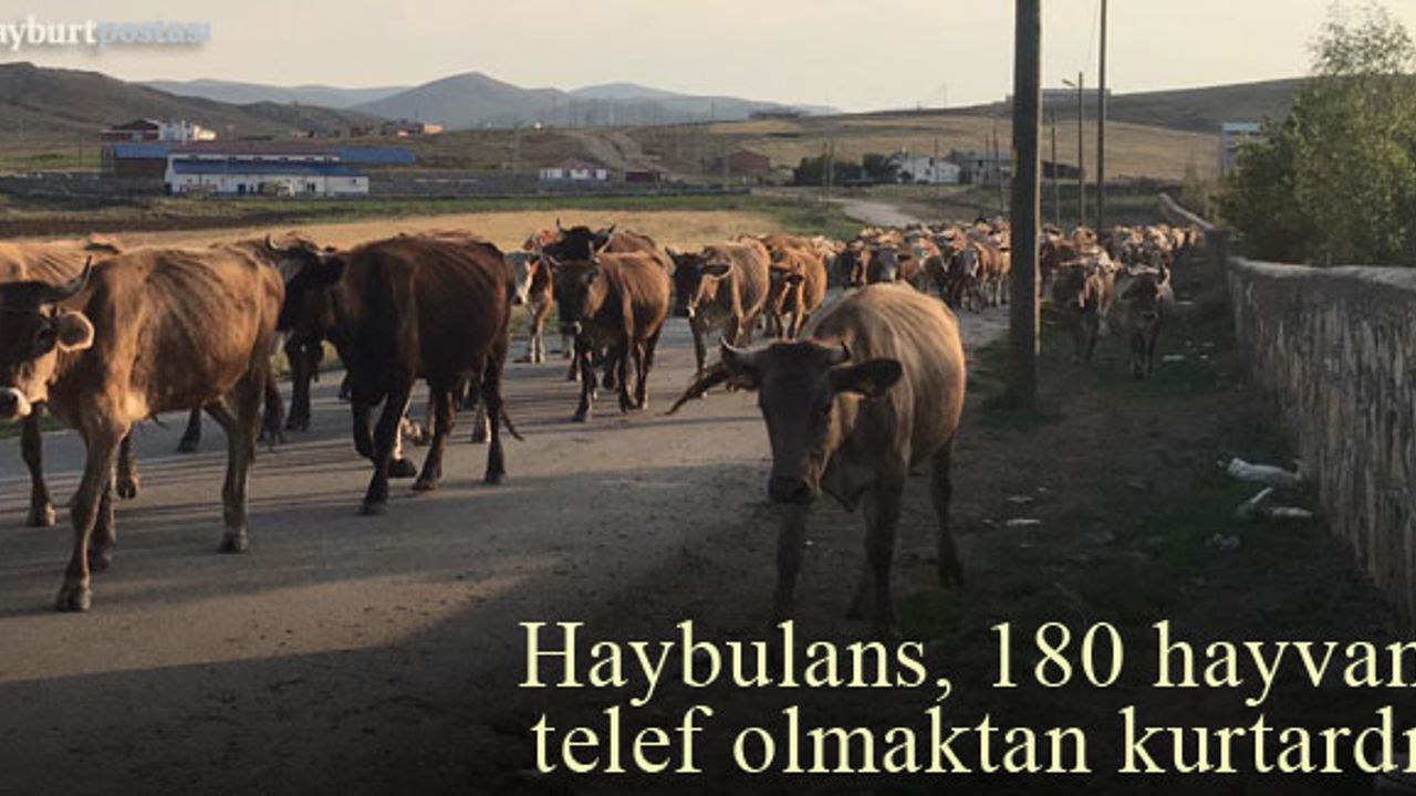 Haybulans, 180 hayvanı telef olmaktan kurtardı!