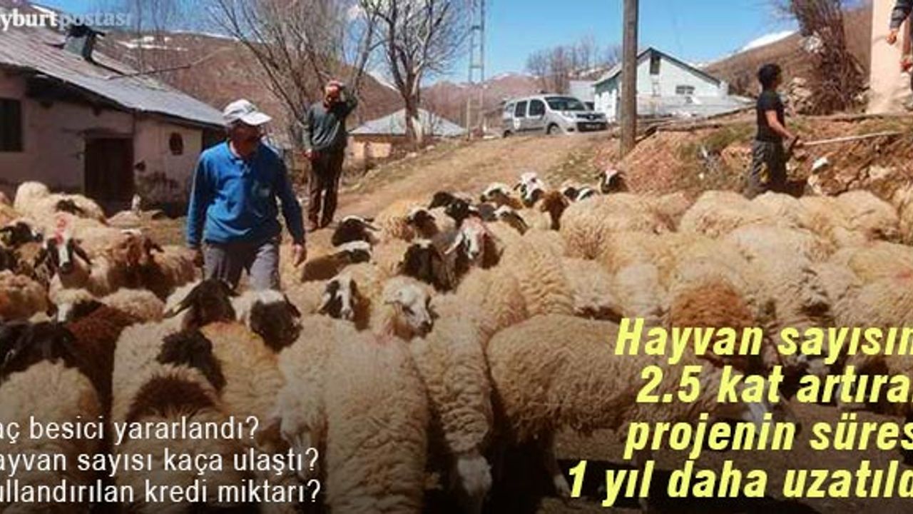 Küçükbaş hayvan sayısını 2.5 kat artırdı! O proje Bayburt'ta 1 yıl daha uzatıldı!