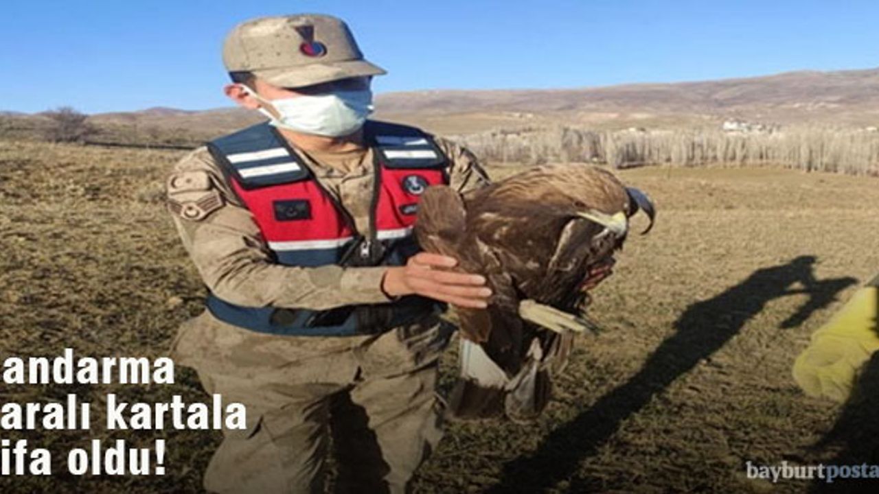 Bayburt'ta Jandarma Ekipleri Yaralı Kartala Şifa Oldu!