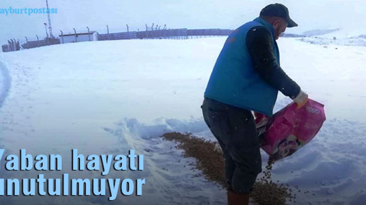 Bayburt Belediyesi, doğaya yiyecek bırakıyor
