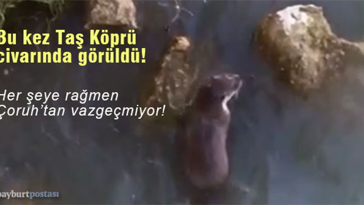 Bayburt'ta Çoruh nehrinde 'su samuru' görüldü!