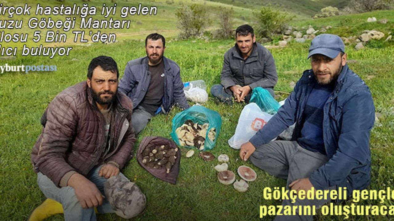 Kilosu 5 Bin TL'den alıcı bulan 'Kuzu Göbeği Mantarı' Gökçedere'den pazarlanacak