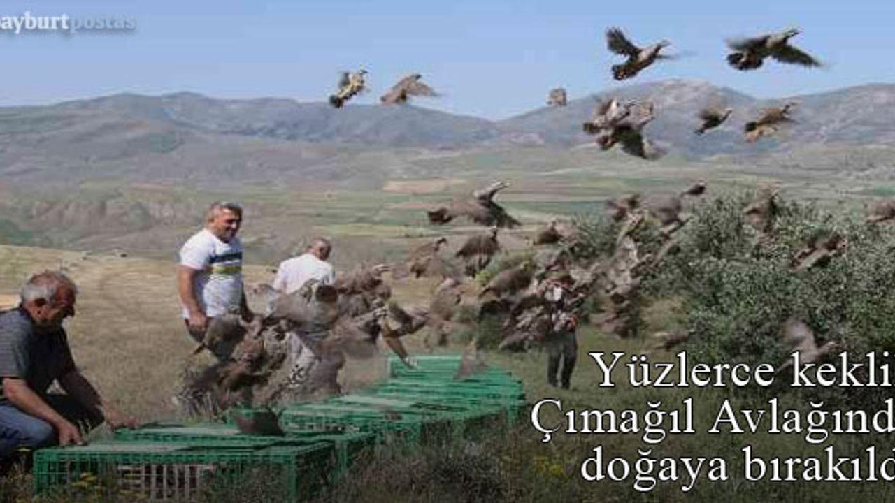 Yüzlerce keklik Çımağıl Genel Avlağı içerisinde doğaya salındı