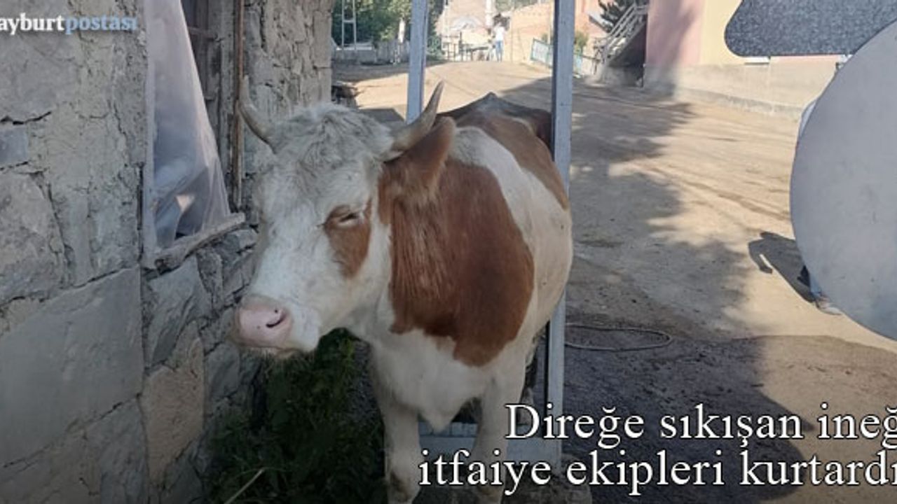 Bayburt'ta direğe sıkışan ineği itfaiye ekipleri kurtardı!