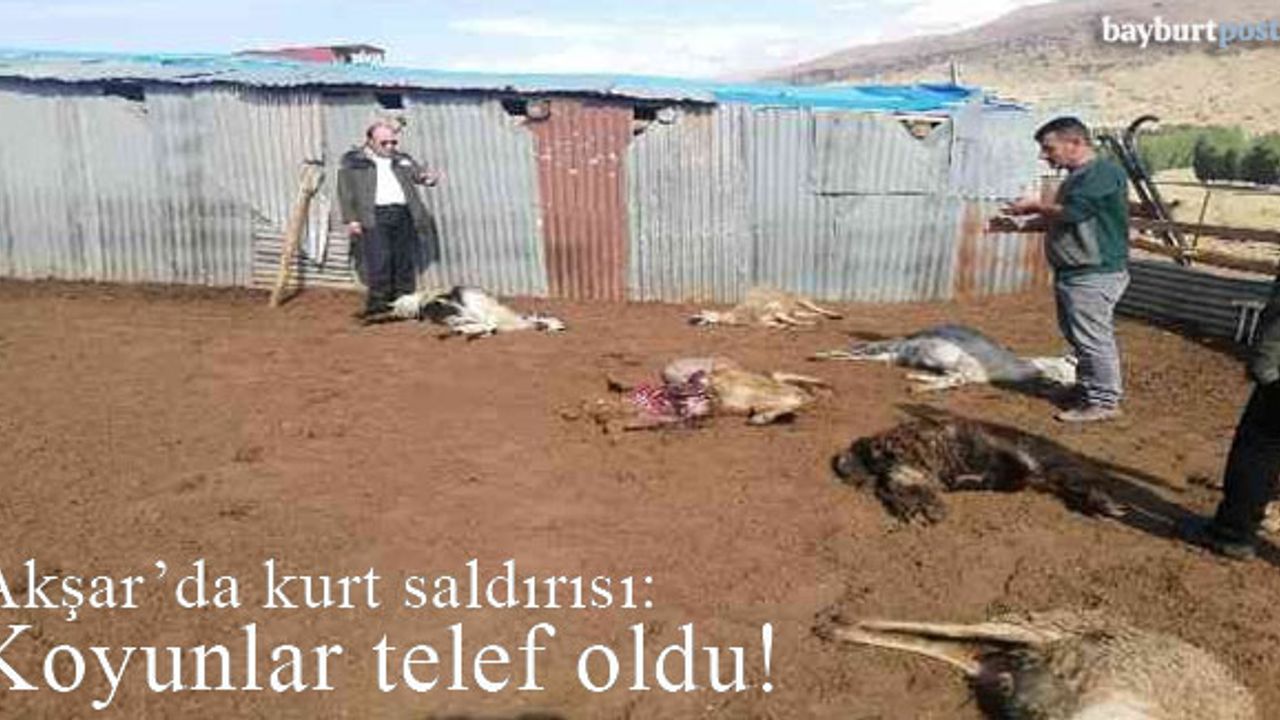 Akşar'da kurt saldırısı: 12 koyun telef oldu!