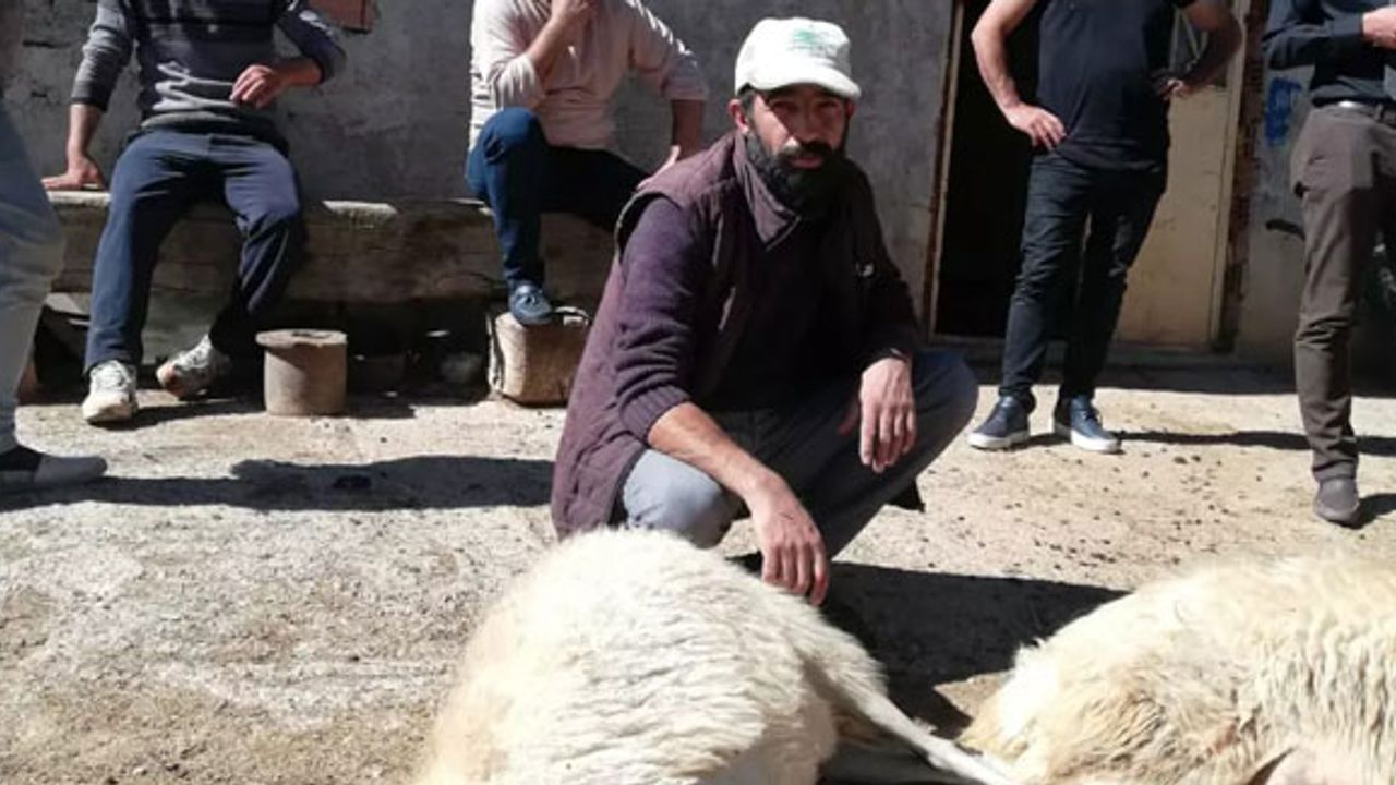 Bayburt'ta sürüye dalan kurtlar, koyunları telef etti!