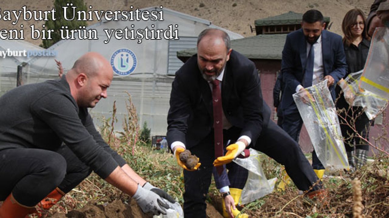Bayburt Üniversitesi yeni bir ürün yetiştirdi: Mor Patates