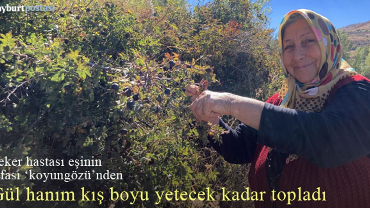 Şeker hastası eşi için ‘koyungözü’ meyvesi topluyor 