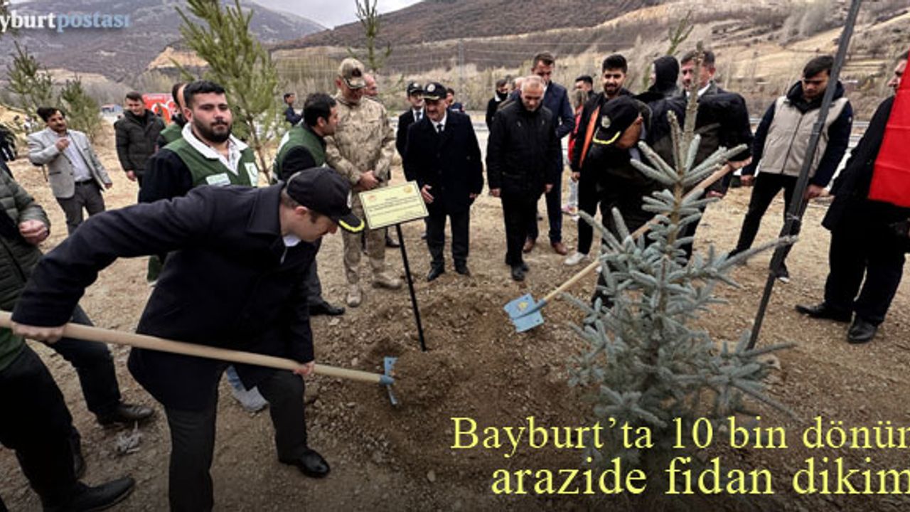Bayburt'ta 10 bin dönüm arazide fidan dikimi
