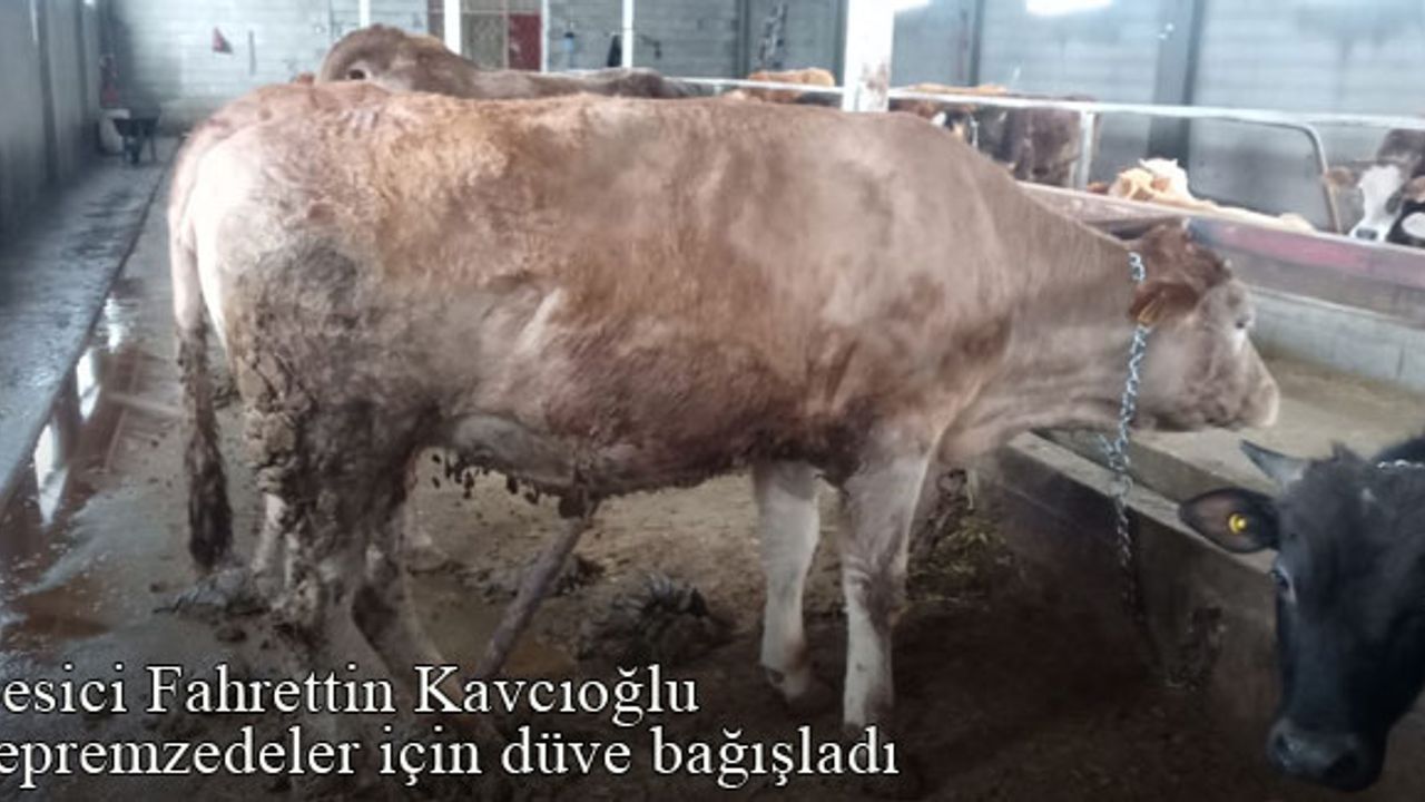 Bayburtlu besici Fahrettin Kavcıoğlu, depremzedeler için düve bağışladı