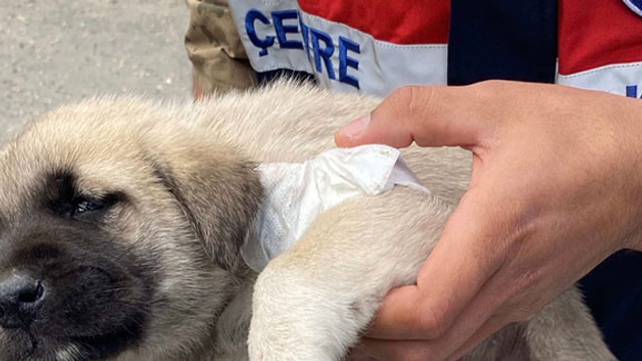 Akşar'daki yaralı yavru köpeğe Hayvanları Koruma Timi müdahale etti