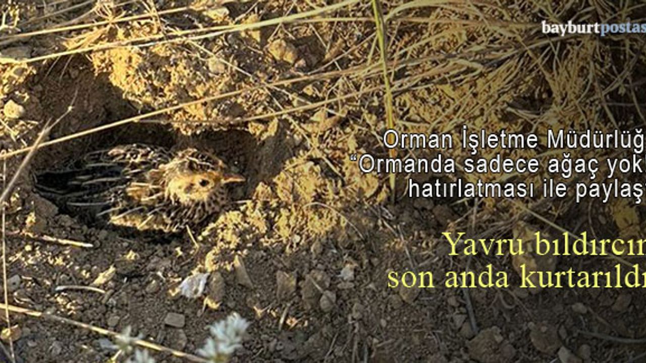 Yavru bıldırcın alevler içinden son anda kurtarıldı!