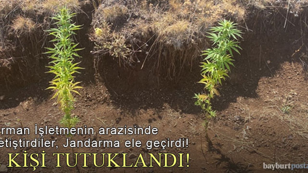 Bayburt'ta devlete ait arazide yetiştirdiler, Jandarma ele geçirdi!