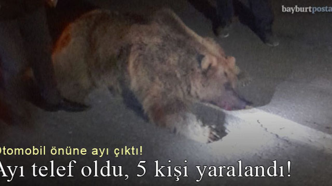 Bayburt'ta otomobil önüne ayı çıktı: Ayı telef oldu, 5 kişi yaralı!