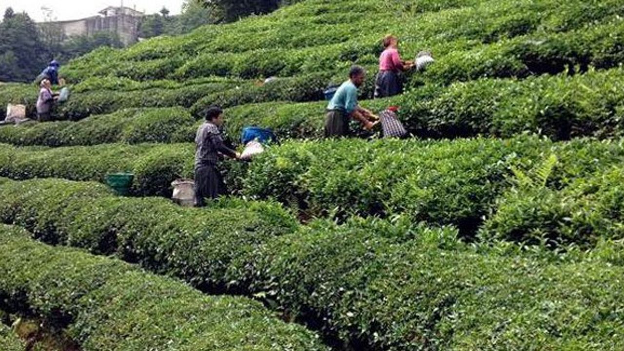 Dünyanın en büyük organik çay havzasını oluşturacak