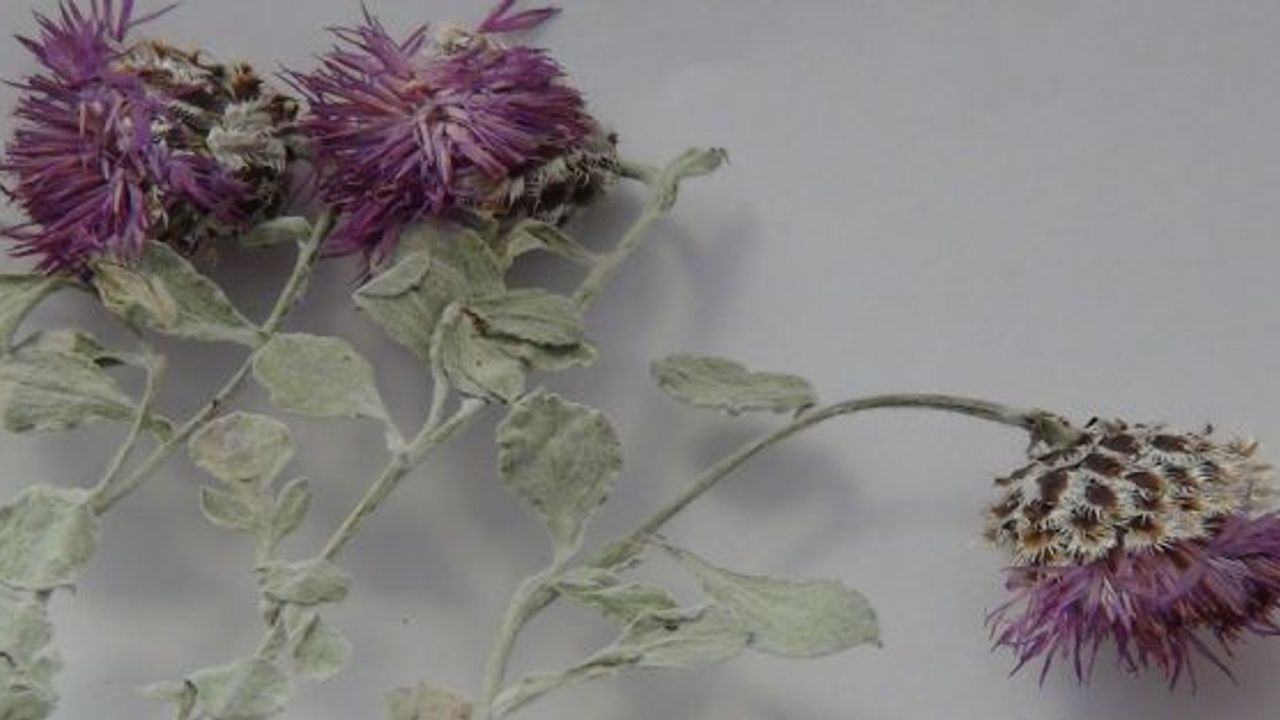 Yrd. Doç. Dr. Kürşat: Türkiye Avrupa kıtasının tamamı kadar bitki türüne sahip