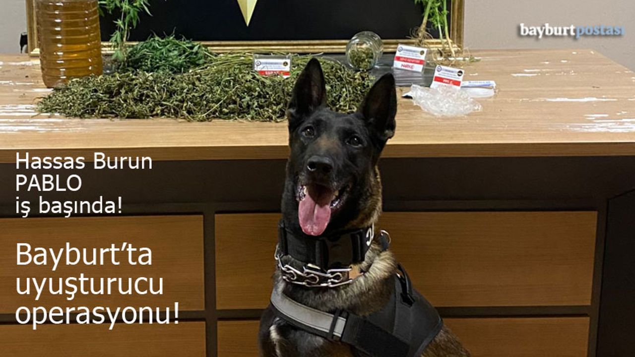 Bayburt'ta Narkotik Operasyonu: Hassas Burun Pablo İş Başında!