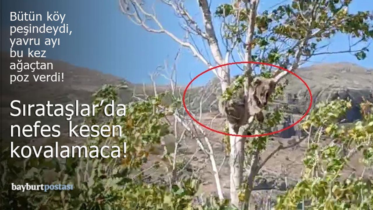 Bütün köy peşindeydi, yavru ayı bu kez ağaçtan poz verdi!