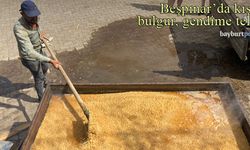 Beşpınar'da kışlık bulgur ve gendime telaşı