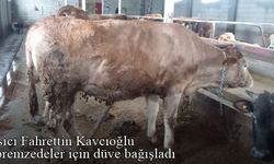 Bayburtlu besici Fahrettin Kavcıoğlu, depremzedeler için düve bağışladı