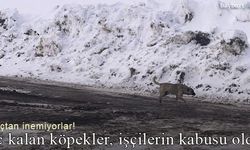 Aç kalan köpekler, karayolları işçilerinin kabusu oldu!