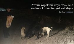 Yavru köpekleri doyurmak için onlarca kilometre yol katediyor