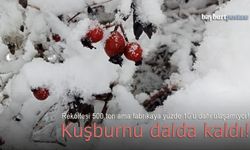 Kuşburnu yine dalda kaldı!