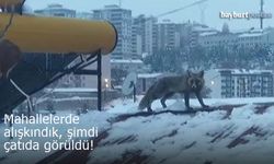 Bayburt'ta mahallelere inmişti, şimdi çatıya çıktı!