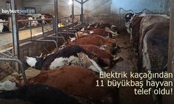 Bayburt’ta 11 büyükbaş hayvan telef oldu!