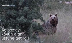 Bayburt'ta aç ayı köyün altını üstüne getirdi!