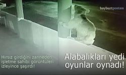 Bayburt'ta yavru ayı alabalıkları yedikten sonra oyunlar oynadı!