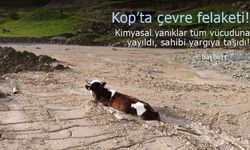 Kop köyünde çevre felaketi: Asitli betona saplanan düve telef olabilir!