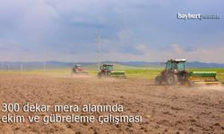 Çayıryolu'nda 300 dekar mera alanı ekim ve gübreleme ile verimli hale getirildi